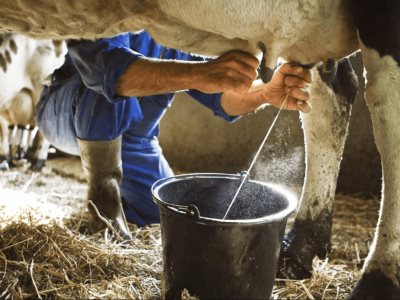 La producción de leche en el país aumentará 7.01% al cierre de 2024