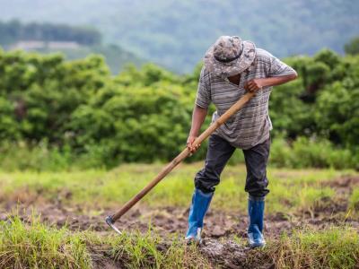 Leptospirosis se registra más en agricultores, albañiles y ganaderos