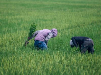 Productores aplauden decisión para proteger el arroz
