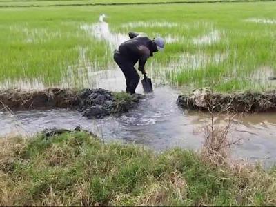 Productores de arroz en Montecristi piden ayuda del Gobierno