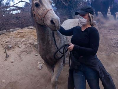 Cientos de animales colman refugios tras los incendios de Los Ángeles