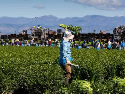 Disminuye el hambre y la inseguridad alimentaria en AL y el Caribe