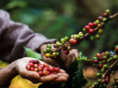 El precio del café arábico sube hasta un 90 % durante 2024