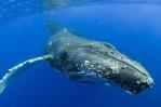Aumenta la población de ballenas francas del Atlántico Norte, amenazada de extinción