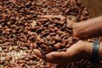 Los altos precios del cacao incentivarían más inversiones en este cultivo