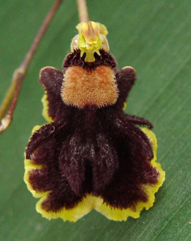 Jardín Botánico Nacional y AES Dominicana firman convenio en favor de la conservación de orquídea en extinción