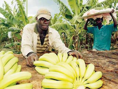 La producción de banano en el país