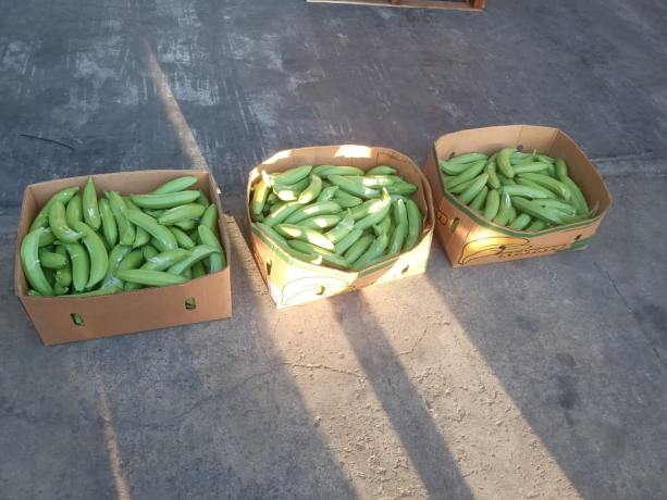 Ocupan presunta droga camuflada en cargamento de banano en Manzanillo, Montecristi