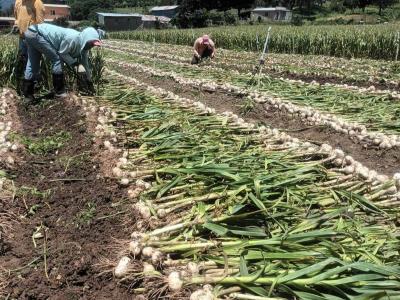 Producción de ajo en Constanza en riesgo por deuda del gobierno