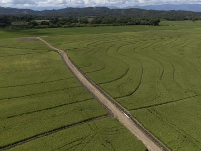 ¿Pueden aranceles de Trump afectar la producción de arroz de RD?