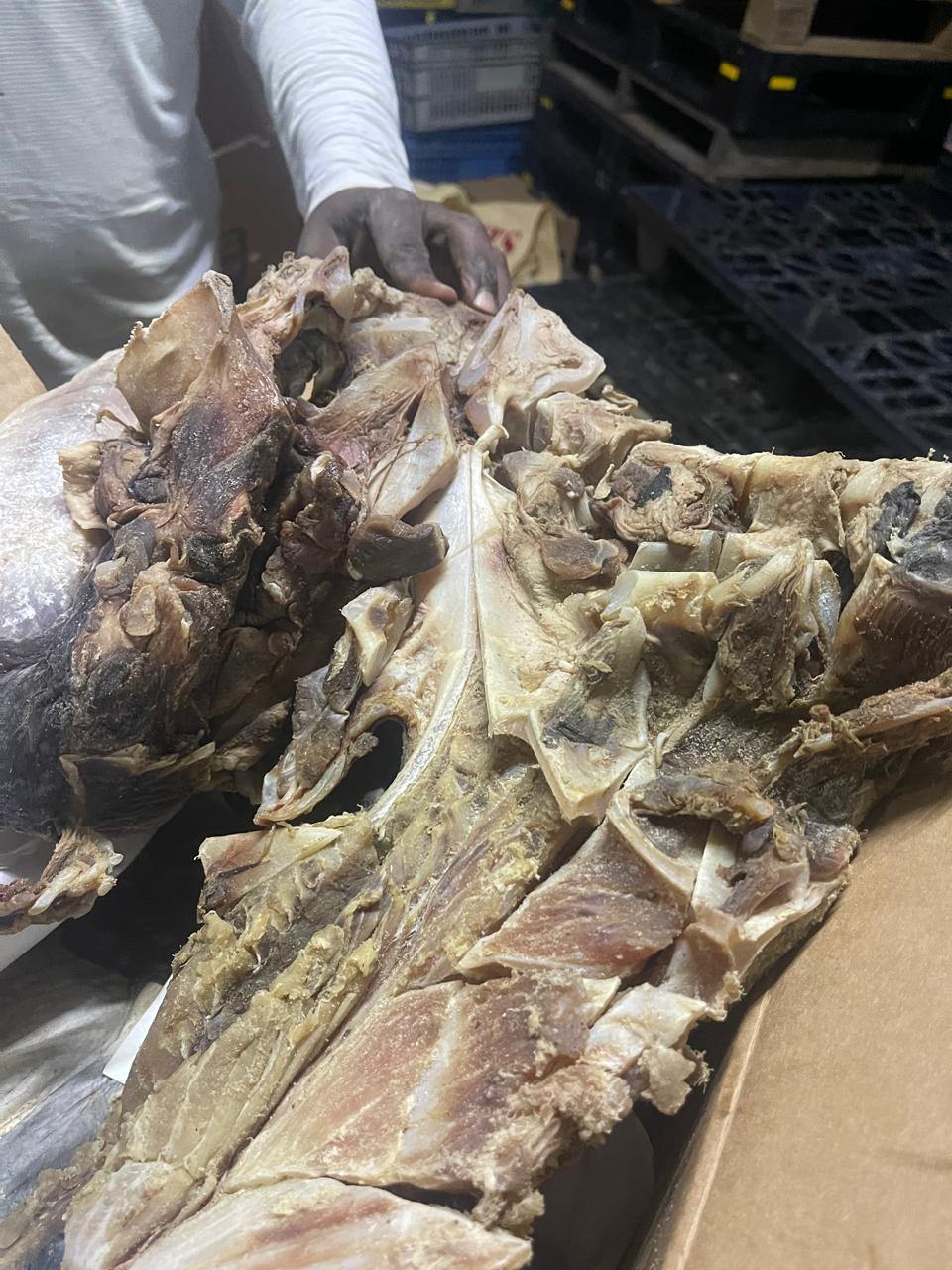 CODOPESCA decomisa 259 libras de tortuga tinglar comercializada ilegalmente