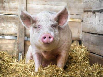 Por PPA, la producción de cerdo ha disminuido en más del 50 %