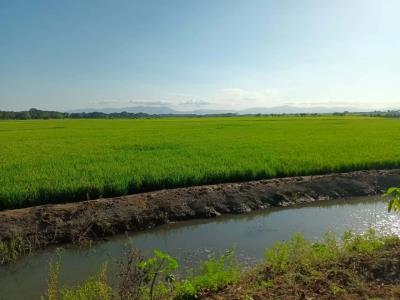 Productores de arroz denuncian construcción de muro
