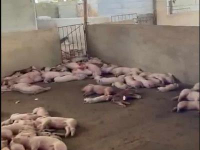 Sacrifican 400 cerdos con peste porcina en Espaillat