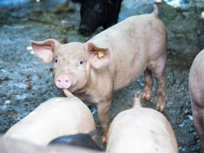 Sacrifican 400 cerdos en Espaillat por peste porcina africana