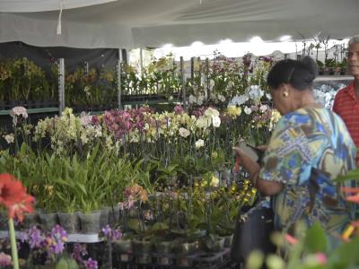 Celebran cuarta exposición de orquídeas en Jardín Botánico de Santiago