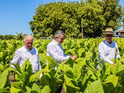 Descubre el tabaco dominicano en el mundo