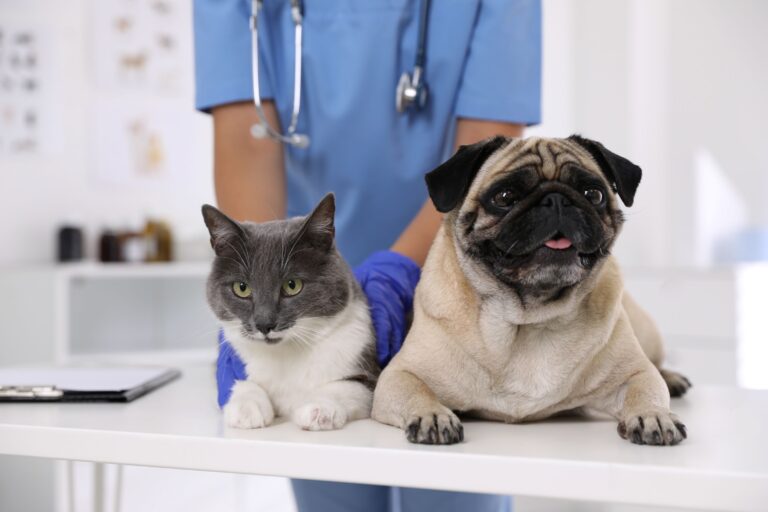 Farmacias Similares abrirá su primera clínica veterinaria en la Ciudad de México: SimiPet Care
