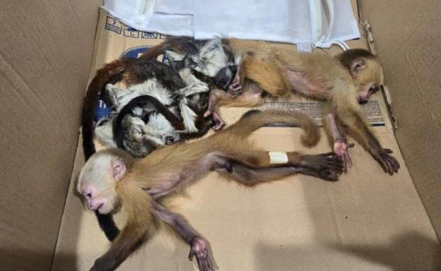 Pareja que vendría a RD es detenida en Colombia con primates ocultos en sus partes íntimas