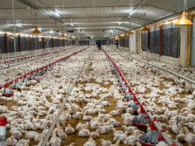 Por gripe aviar, RD dejó de comprar pollos en zona afectada de Brasil