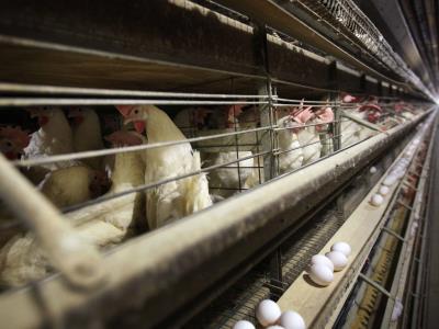 RD suspende la compra de pollos a Brasil por gripe aviar