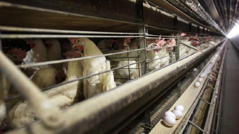 República Dominicana suspende la compra de pollos a Brasil por gripe aviar