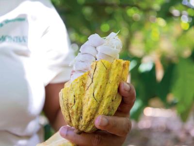 Cacao dominicano se cotiza como “oro agrícola” en el extranjero