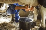 La producción de leche en el país aumentará 7.01% al cierre de este año