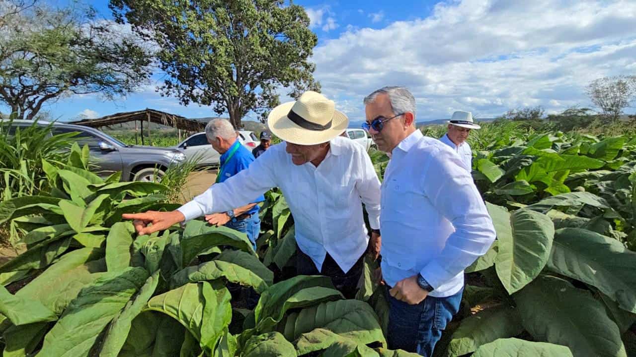 En la República Dominicana hay diferentes variedades de tabaco.