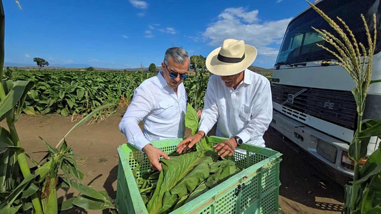 Iván Hernández Guzmán, director del Intabaco, visita una de las áreas de siembra de tabaco.