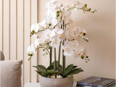 El encanto de las orquídeas y los cuidados que conlleva