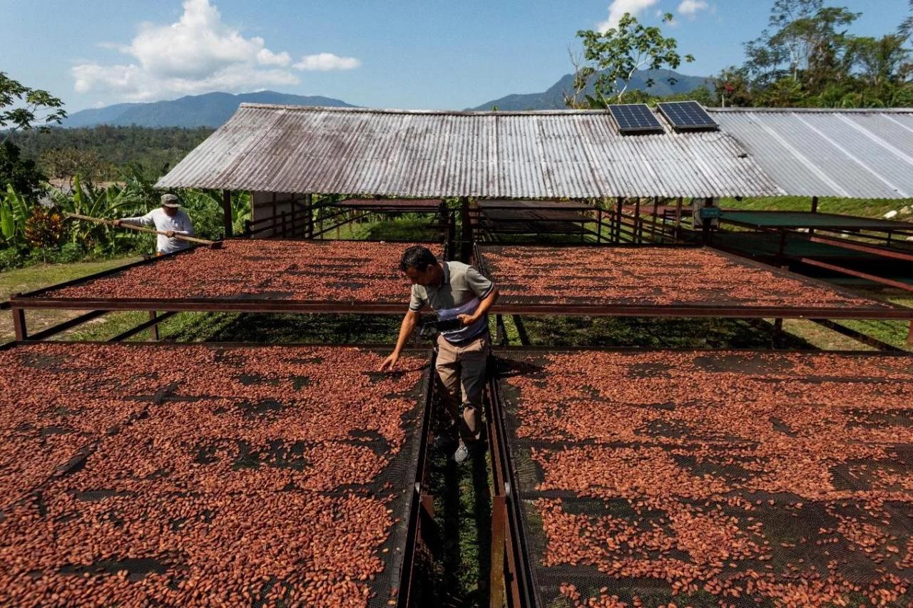 Exportaciones de cacao crecen 56.48% entre enero y mayo de 2025