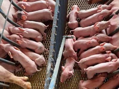 Incorporan nuevas granjas porcina para combatir la fiebre africana