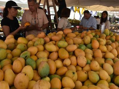 Inicia la Feria del Mango 2025 en Baní