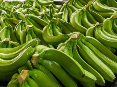 Las exportaciones de banano orgánico a UE bajan un 17 %