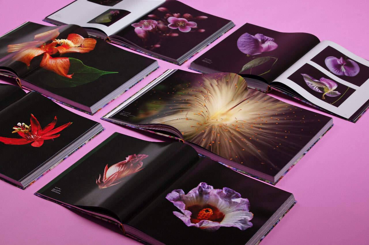 Libro Pétalos y flores, de la Colección INICIA.