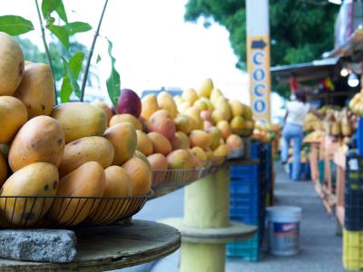 Sector agrícola enfrenta sobreproducción de mango