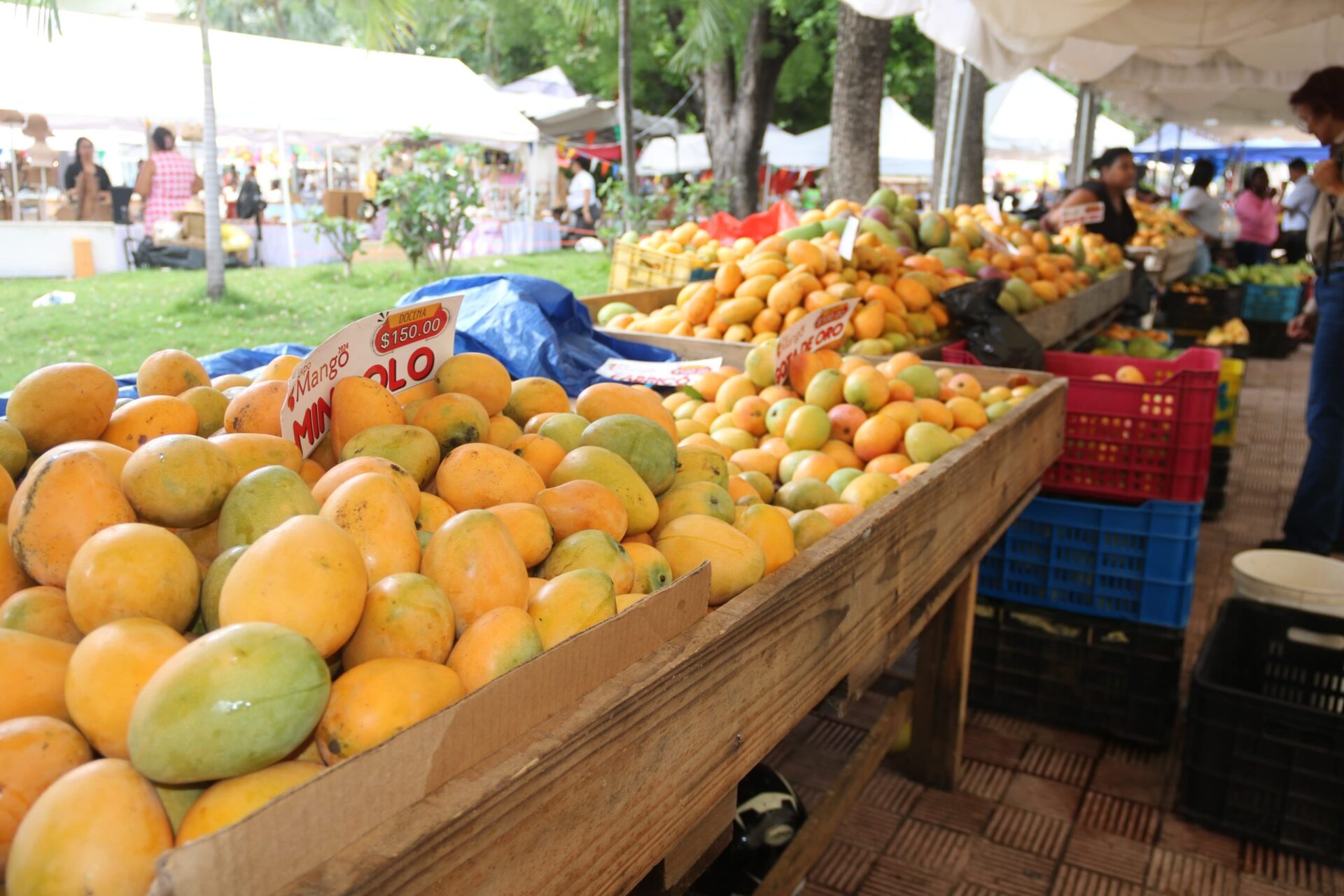 Sobreproducción de mangos afecta al sector; Gobierno proyecta aumento en las exportaciones