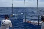 Plaza San Juan sale al frente en torneo de pesca del marlin blanco
