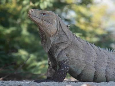Descubre Crónicas Conservación Fotoguardianes Naturaleza