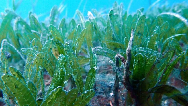 Detectan por primera vez un pasto marino invasor en República Dominicana