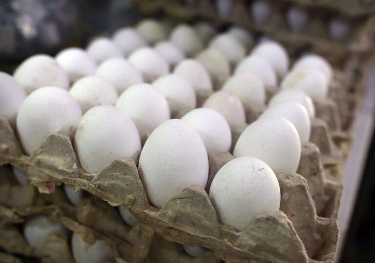 Huevos que exporta República Dominicana son los más baratos en el Caribe