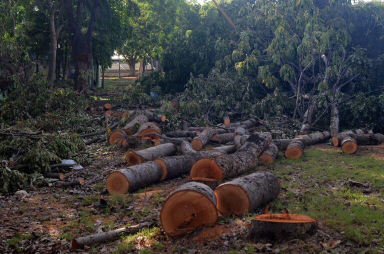 Indignación por tala de 300 árboles en el Centro Olímpico