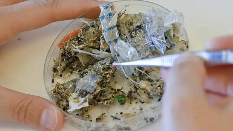 Contaminación plástica ya altera el ADN humano, advierten expertos