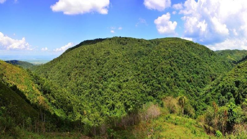 Denuncian tala de árboles en Loma Miranda por falta de vigilancia