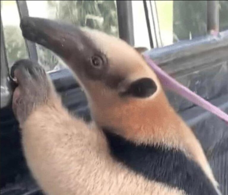 Oso hormiguero encontrado en Verón está en cuarentena y permanecerá en el Zoológico Nacional