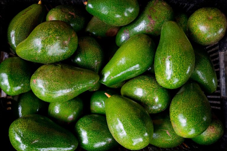Aguacate dominicano: Adoexpo insta a diversificar mercados y sumar valor agregado