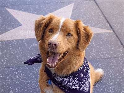 Indy, el perro de Good Boy, nominado a los Astra Awards 2025